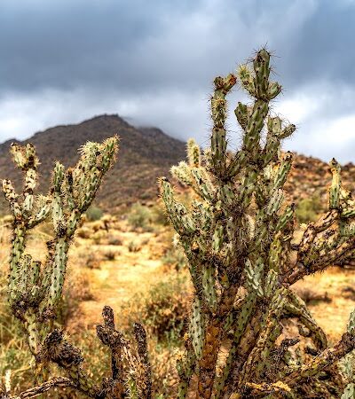 Black Rock Loop Trailhead - Waddell, AZ