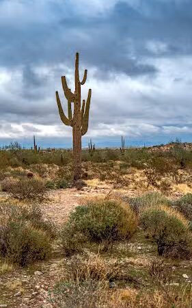 Black Rock Loop Trailhead - Waddell, AZ