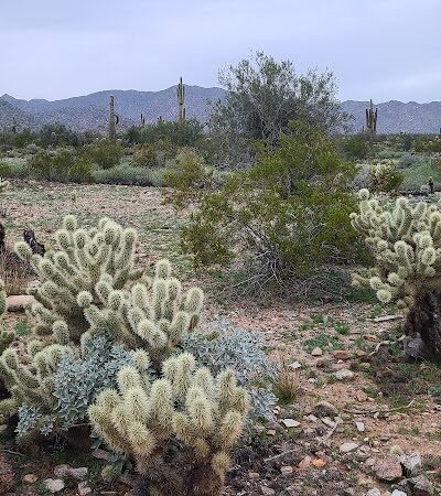 Mule Deer Trailhead - Waddell, AZ