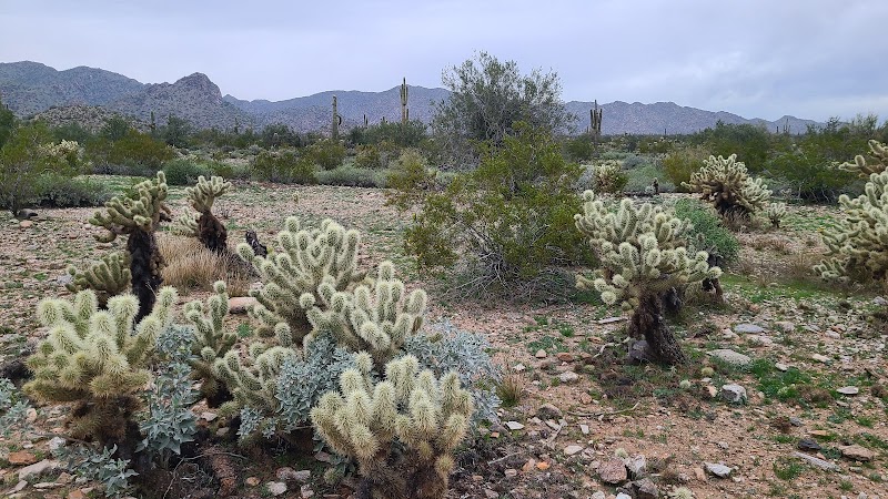 Mule Deer Trailhead - Waddell, AZ