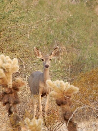 Mule Deer Trailhead - Waddell, AZ