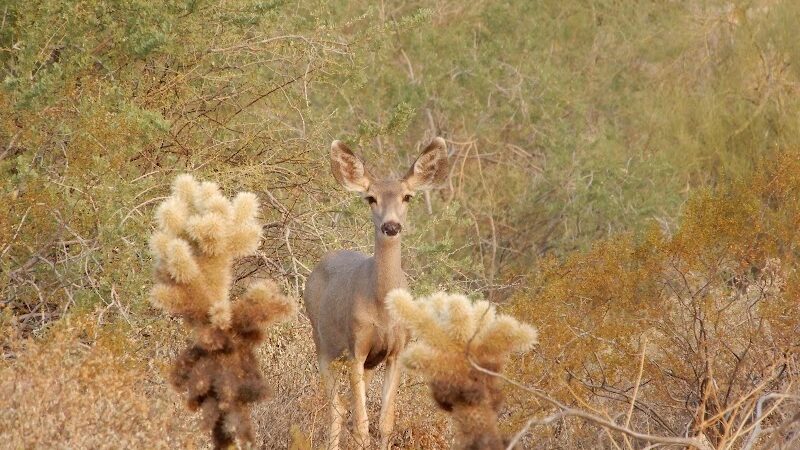 Mule Deer Trailhead - Waddell, AZ
