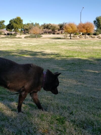 Park with Playground - Waddell, AZ