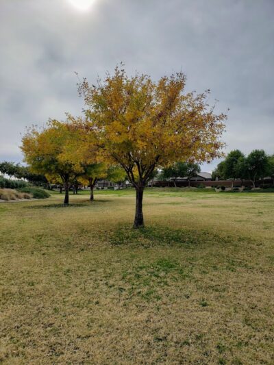 Park with Playground - Waddell, AZ