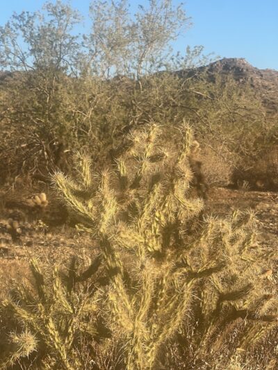 South Trailhead - Waddell, AZ