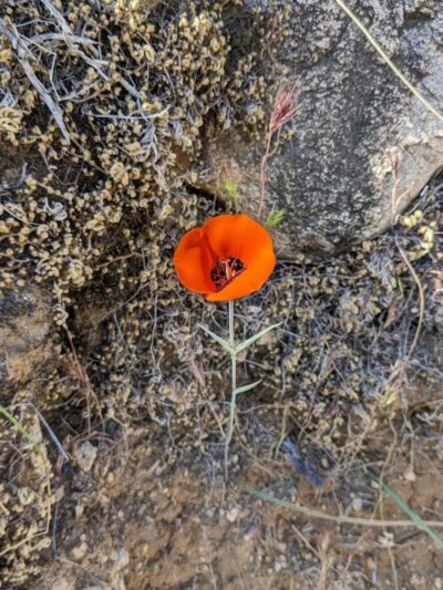 South Trailhead - Waddell, AZ