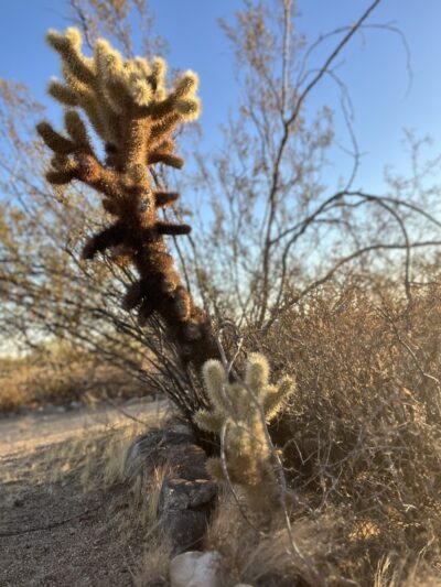 South Trailhead - Waddell, AZ