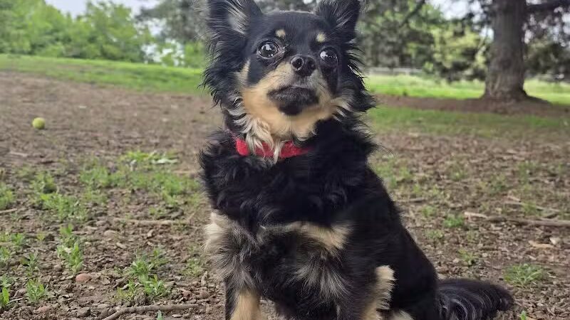 Fort Walla Walla Dog Park - Walla Walla, WA