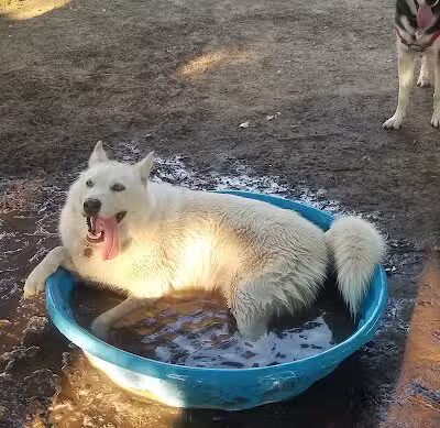 Fort Walla Walla Dog Park - Walla Walla, WA