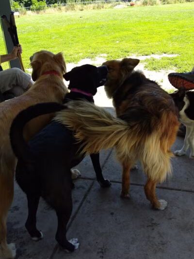 Fort Walla Walla Dog Park - Walla Walla, WA