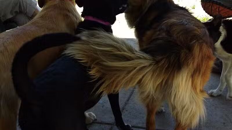 Fort Walla Walla Dog Park - Walla Walla, WA