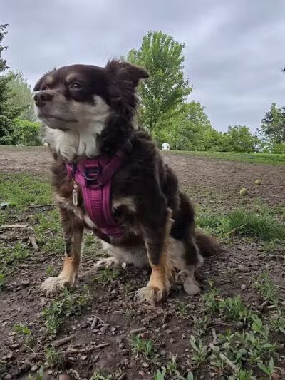 Fort Walla Walla Dog Park - Walla Walla, WA