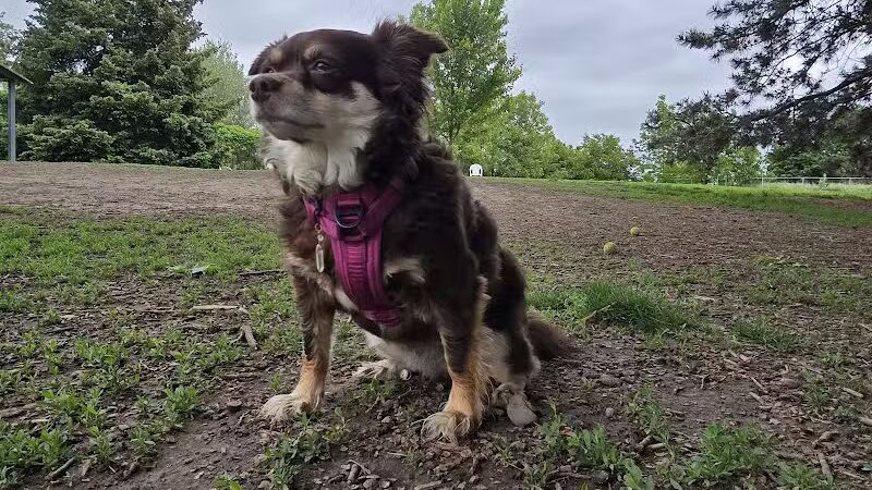 Fort Walla Walla Dog Park - Walla Walla, WA
