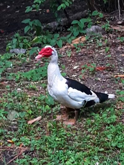 Farrior Park - Wallace, NC