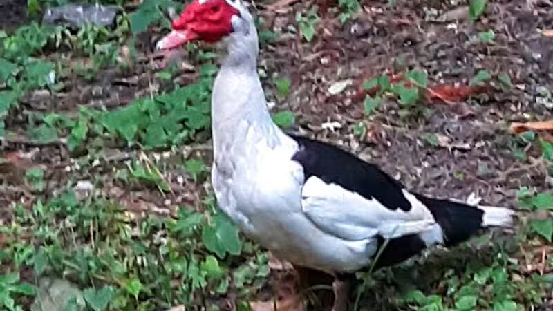 Farrior Park - Wallace, NC