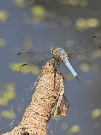 Farrior Park - Wallace, NC