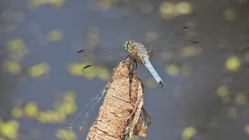 Farrior Park - Wallace, NC
