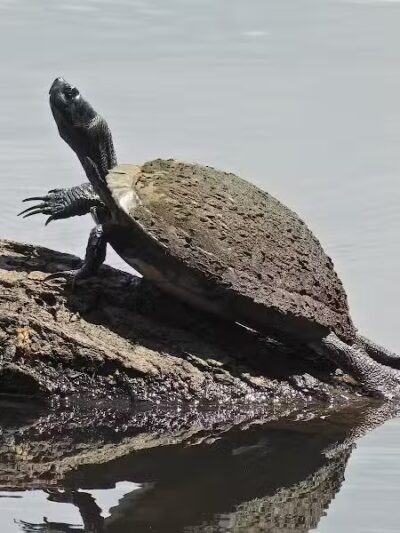 Farrior Park - Wallace, NC