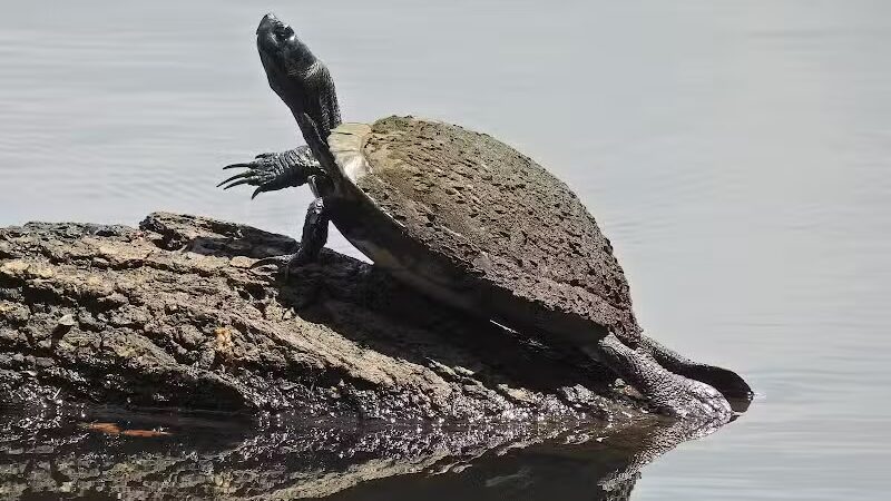 Farrior Park - Wallace, NC