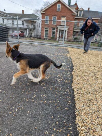 Ware Dog Park - Ware, MA