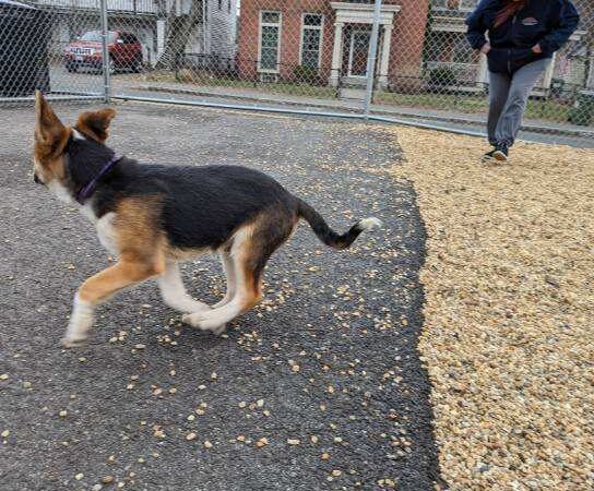 Ware Dog Park - Ware, MA