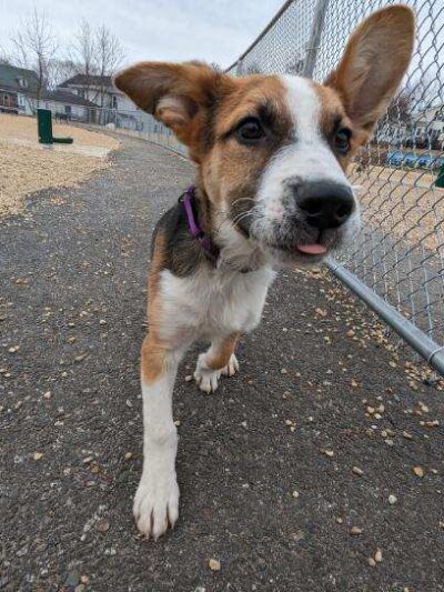 Ware Dog Park - Ware, MA