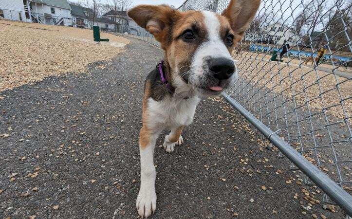 Ware Dog Park - Ware, MA