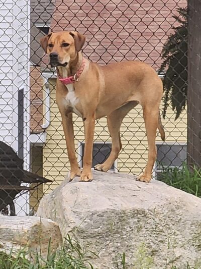 Ware Dog Park - Ware, MA