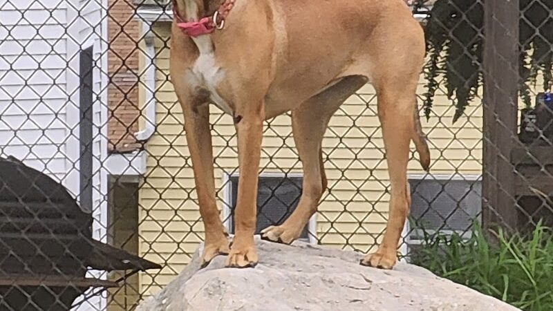 Ware Dog Park - Ware, MA