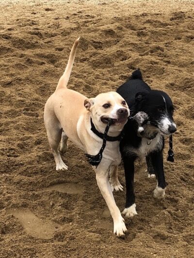 Ware Dog Park - Ware, MA