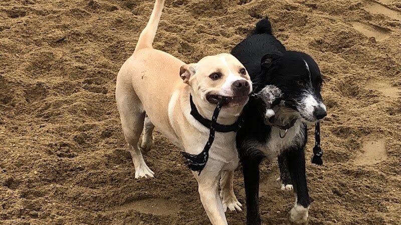 Ware Dog Park - Ware, MA