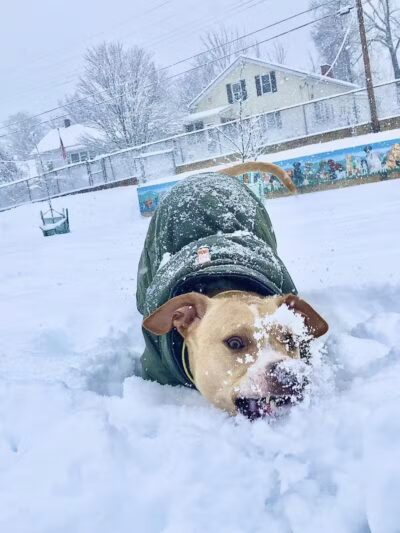 Ware Dog Park - Ware, MA