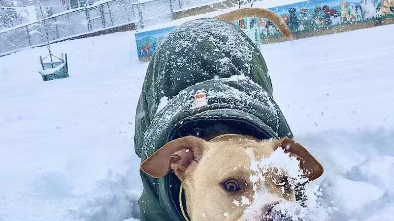 Ware Dog Park - Ware, MA