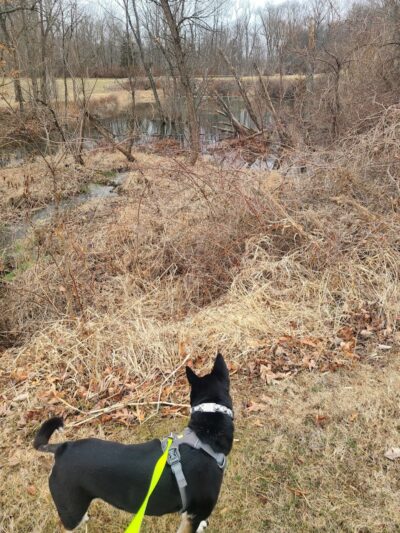 East County Park - Dog Park