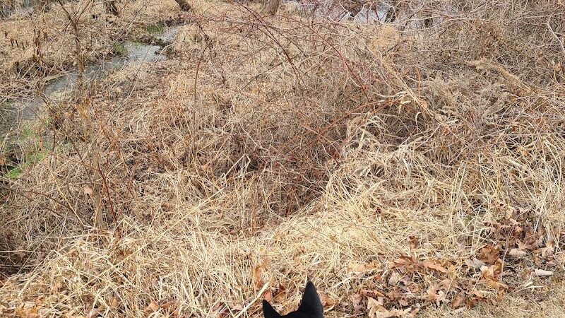 East County Park - Dog Park