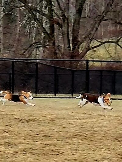 East County Park - Dog Park