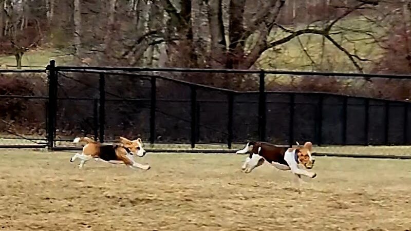 East County Park - Dog Park