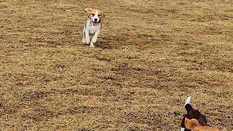East County Park - Dog Park