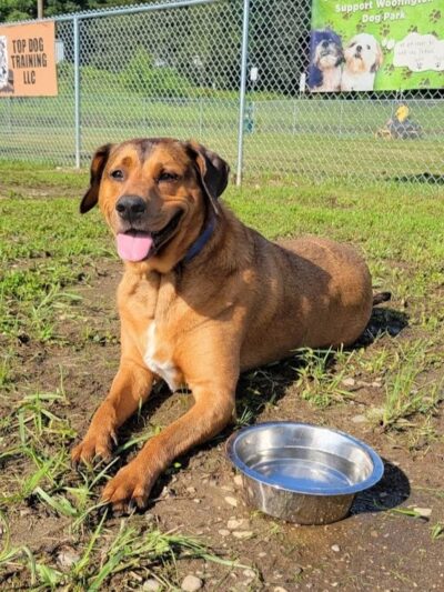 Woofington Dog Park - Warren, PA