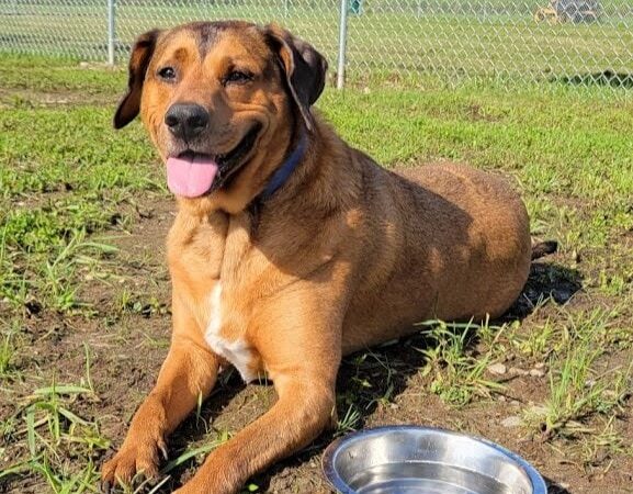 Woofington Dog Park - Warren, PA
