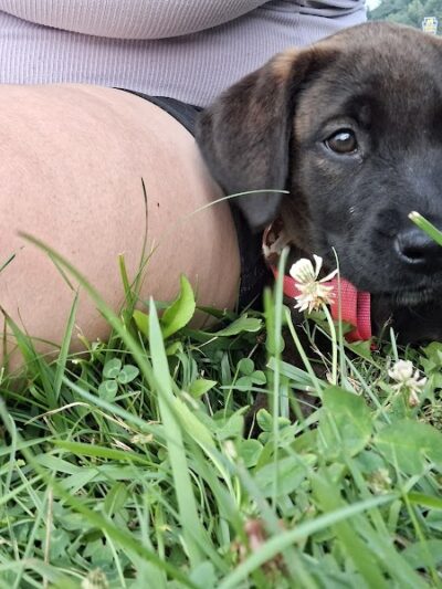 Woofington Dog Park - Warren, PA