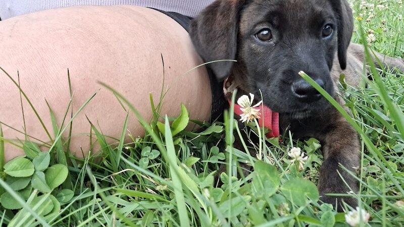 Woofington Dog Park - Warren, PA