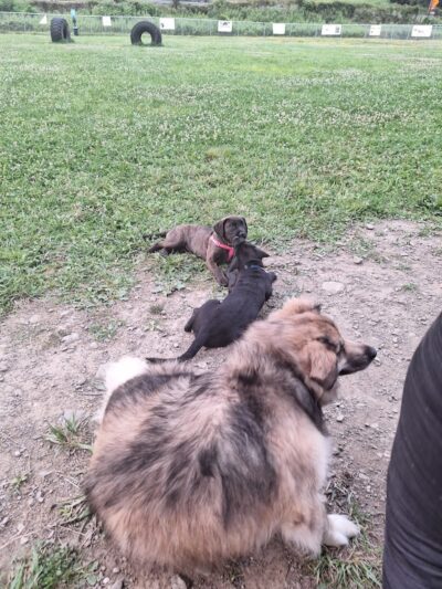 Woofington Dog Park - Warren, PA