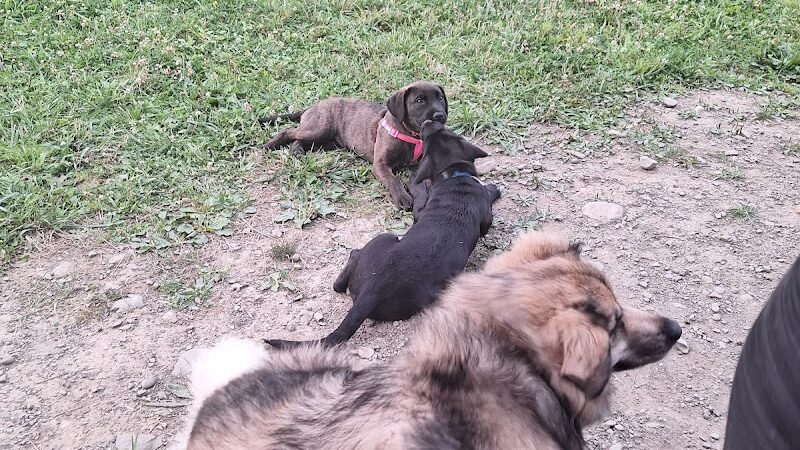 Woofington Dog Park - Warren, PA