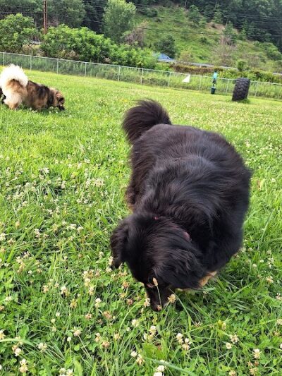 Woofington Dog Park - Warren, PA