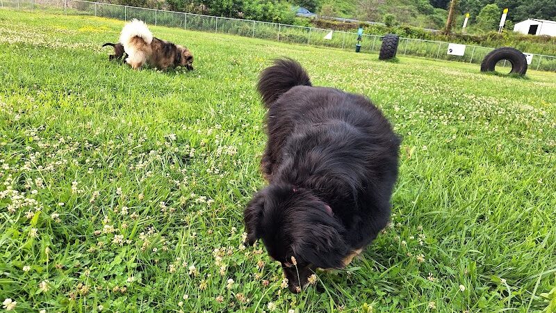 Woofington Dog Park - Warren, PA