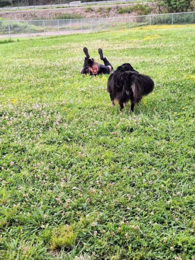 Woofington Dog Park - Warren, PA