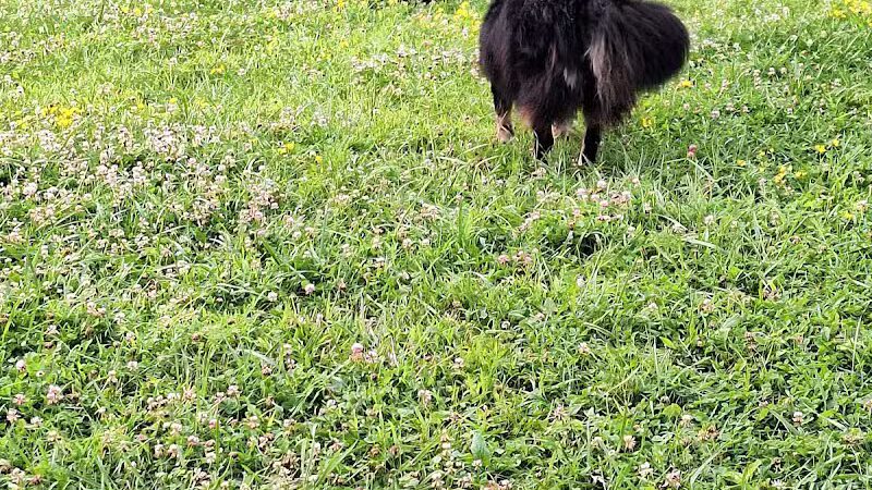 Woofington Dog Park - Warren, PA