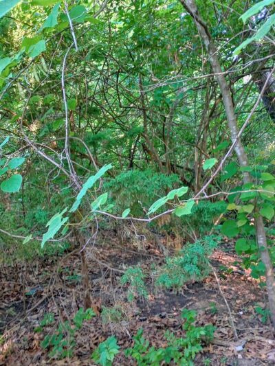 Dyer Park - Warrenton, MO