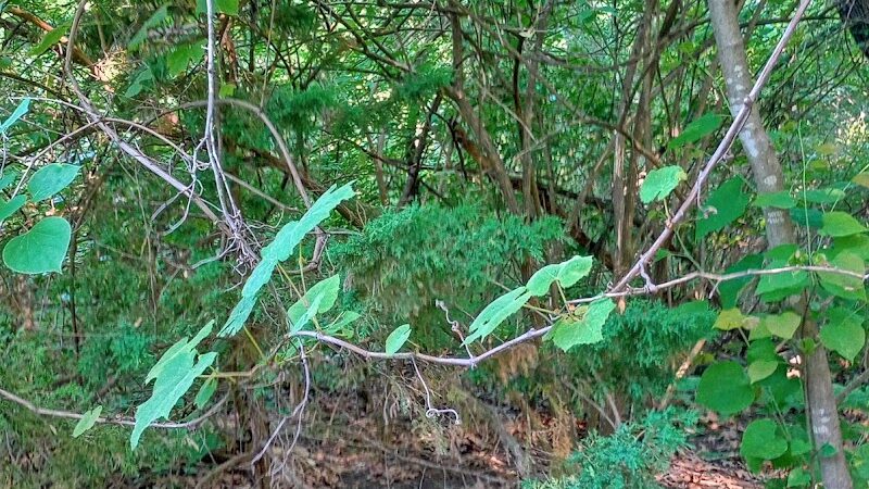 Dyer Park - Warrenton, MO